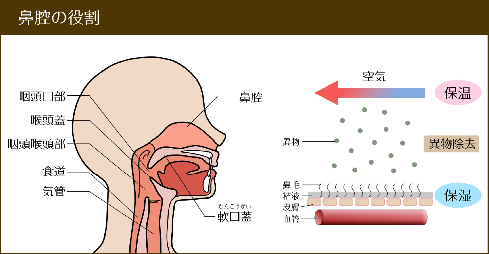 鼻腔の役割